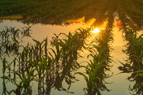 🌱 USDA Expands Access to Risk Protection 🌾
Big updates for 2026 from the Federal Crop Insurance Corporation via the EARP Final Rule! Modernized coverage, less paperwork, and more support for producers. 
👉 Read more: ow.ly/mVgz50XMilW