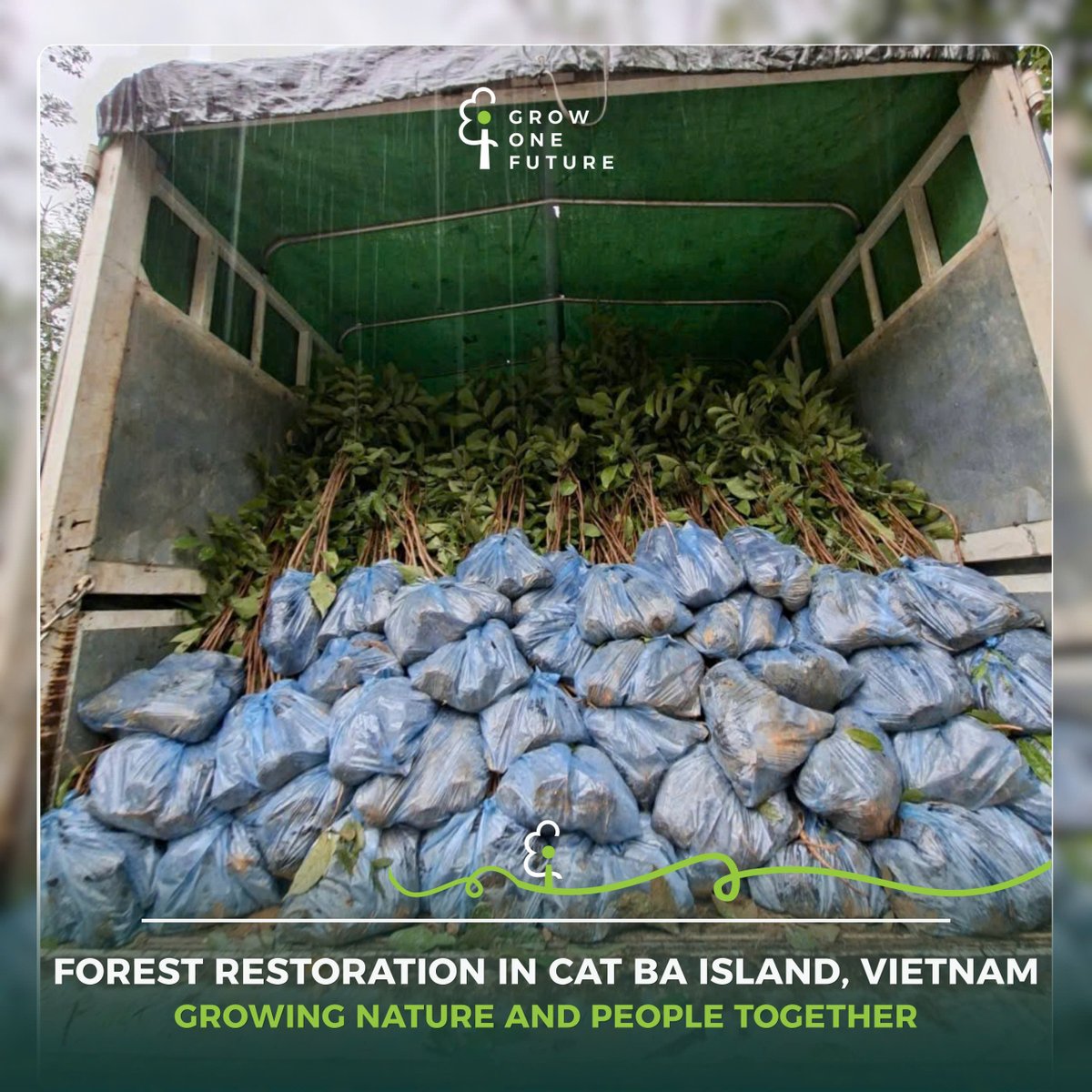 growonefuture's tweet photo. "🌱 𝐂𝐚𝐭 𝐁𝐚 𝐈𝐬𝐥𝐚𝐧𝐝 𝐢𝐬 𝐰𝐡𝐞𝐫𝐞 𝐨𝐮𝐫 𝐧𝐞𝐱𝐭 𝐜𝐡𝐚𝐩𝐭𝐞𝐫 𝐛𝐞𝐠𝐢𝐧𝐬.

𝐆𝐫𝐨𝐰 𝐎𝐧𝐞 𝐅𝐮𝐭𝐮𝐫𝐞, in collaboration with Smart Social Community, has launched a forest restoration program across 15,000 hectares on Cat Ba Island. This project marks the first step in a long-term journey — one that restores vital ecosystems while being led and supported by local communities.

Through this partnership, environmental restoration goes hand in hand with community engagement, ensuring that nature and people grow stronger together. We believe in a future where forests are not only protected, but where the communities connected to them play a central role in sustaining and safeguarding these landscapes.

𝐉𝐨𝐢𝐧 𝐆𝐫𝐨𝐰 𝐎𝐧𝐞 𝐅𝐮𝐭𝐮𝐫𝐞 𝐚𝐧𝐝 𝐒𝐦𝐚𝐫𝐭 𝐒𝐨𝐜𝐢𝐚𝐥 𝐂𝐨𝐦𝐦𝐮𝐧𝐢𝐭𝐲 𝐢𝐧 𝐩𝐫𝐨𝐭𝐞𝐜𝐭𝐢𝐧𝐠 𝐭𝐡𝐞 𝐩𝐥𝐚𝐧𝐞𝐭 𝐰𝐞 𝐚𝐥𝐥 𝐜𝐚𝐥𝐥 𝐡𝐨𝐦𝐞.💚

#GrowOneFuture #G1F #SmartSocialCommunity #PlantForTomorrow #Reforestation #SustainableFuture #CommunityLed #OneTreeOneFuture #TogetherWeGrow #CatBaIslandRestoration"