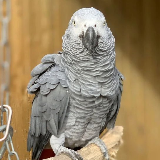 AcervoCharts's tweet image. Cinco papagaios tiveram que ser separados em um zoológico por xingarem os visitantes e caírem na risada juntos.