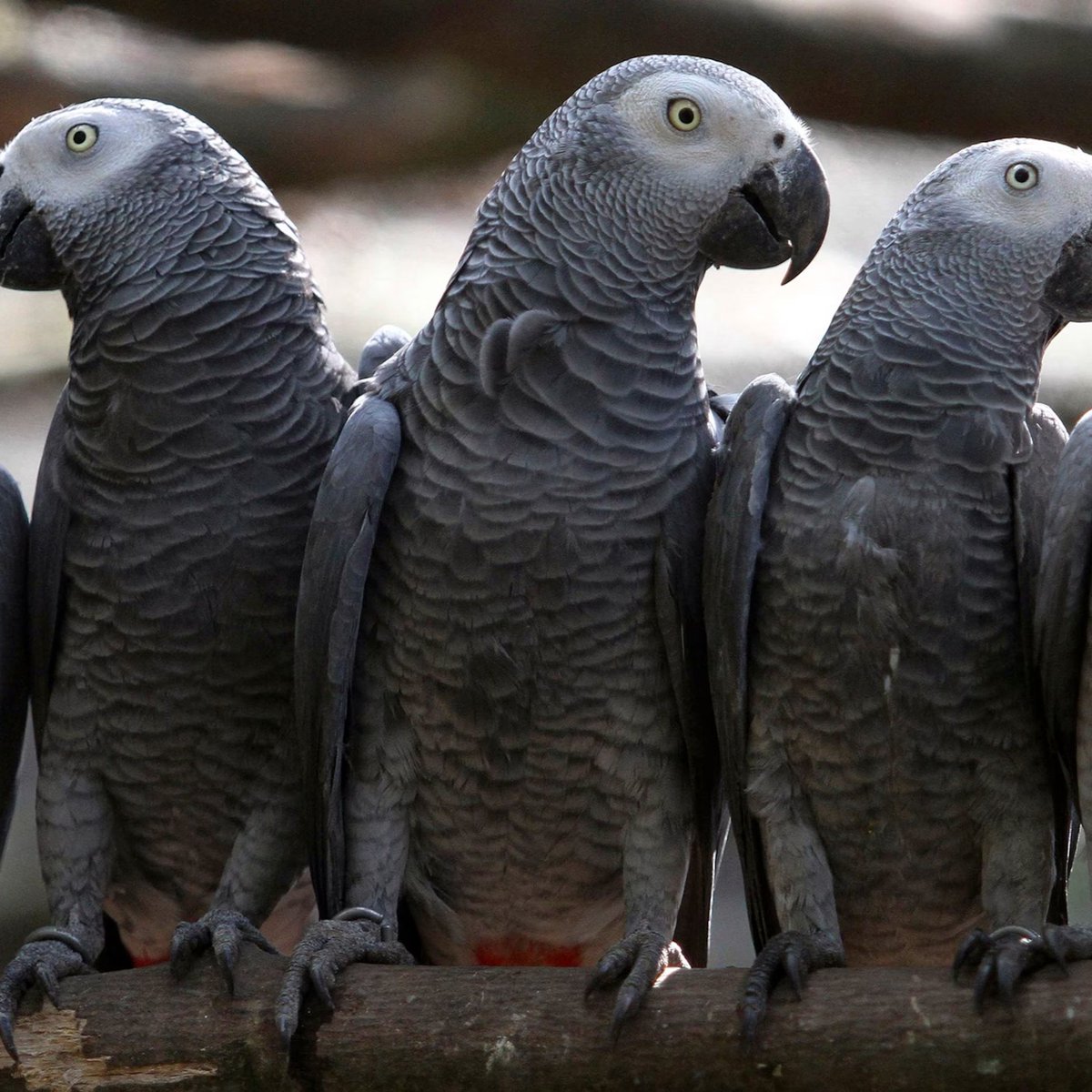 AcervoCharts's tweet image. Cinco papagaios tiveram que ser separados em um zoológico por xingarem os visitantes e caírem na risada juntos.