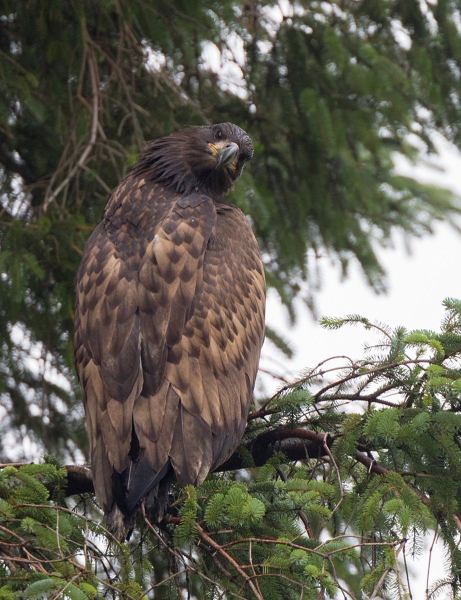 More detail about the missing White-tailed Eagle in mid-Wales.

Press release from Dyfed-Powys Police &amp; commentary from me ⬇️⬇️

raptorpersecutionuk.org/2025/12/19/mor…