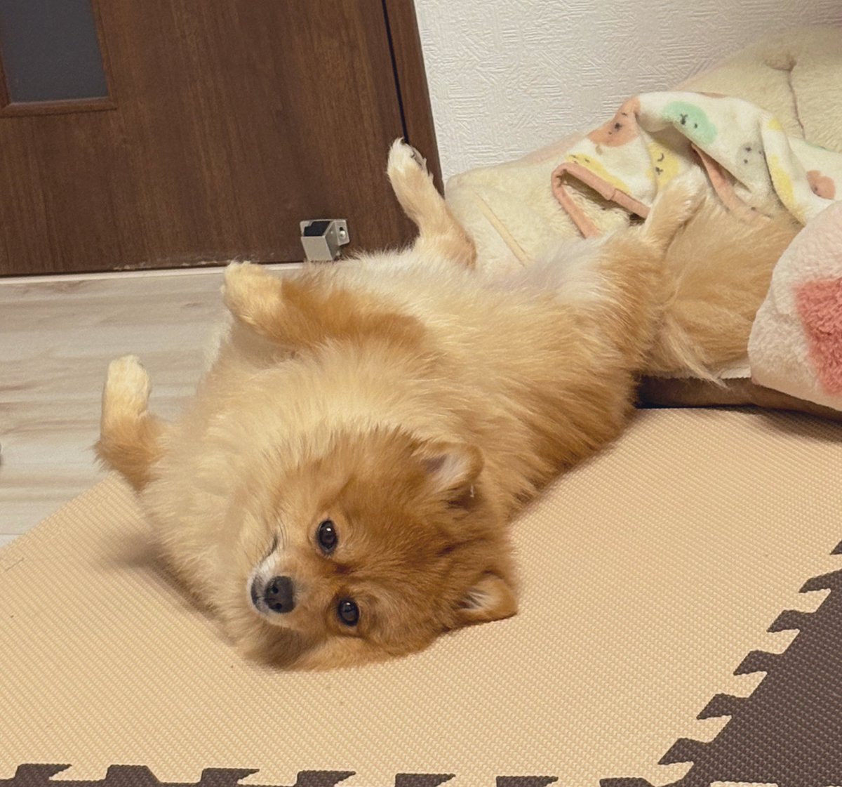 ポンちゃんw ぽんちゃん👾 (@Ponchan__tw) / Posts / X