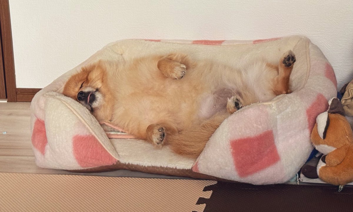 ぽんちゃん👾 (@Ponchan__tw) / Posts / X