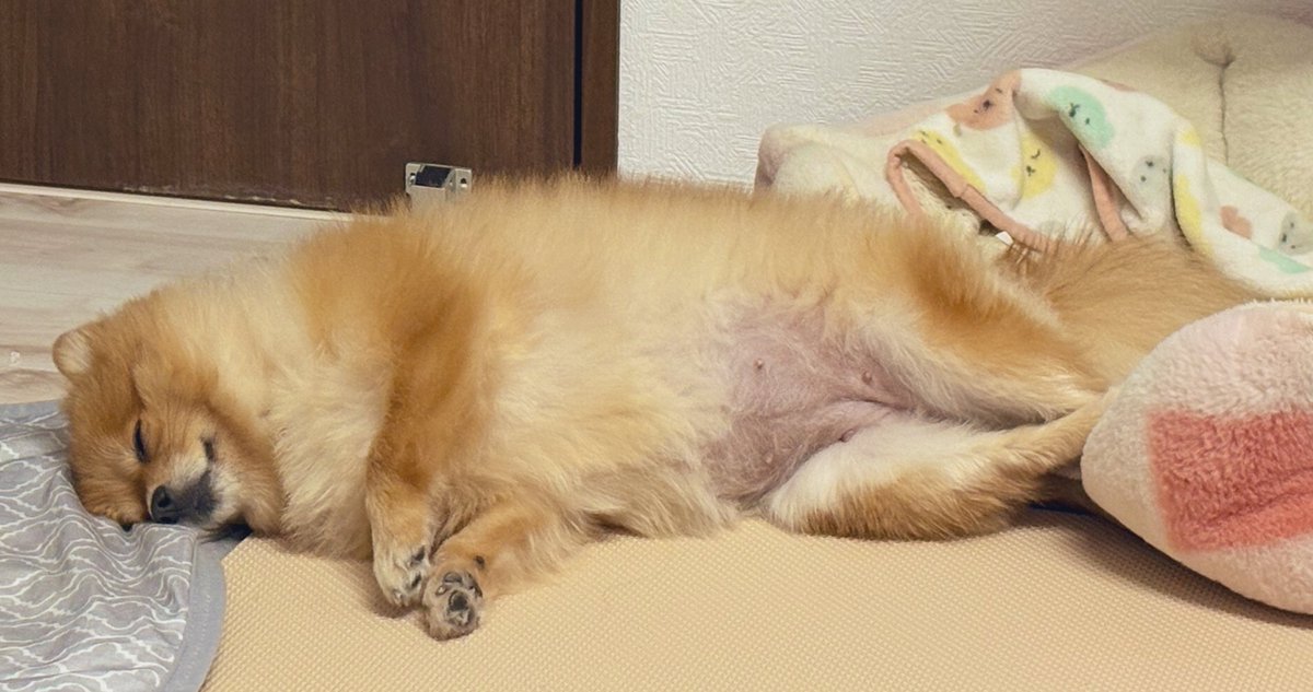 ぽんちゃん👾 (@Ponchan__tw) / Posts / X