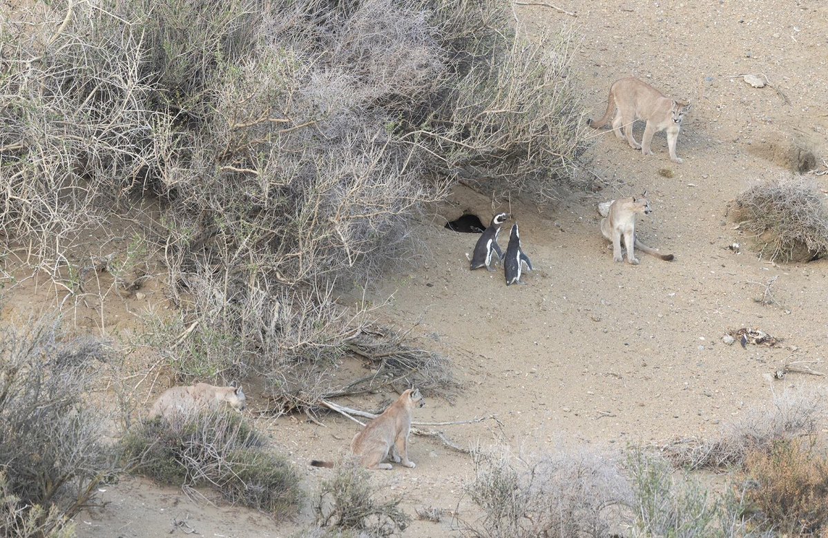 silver_gold4's tweet image. Some interesting pics of pumas with penguins