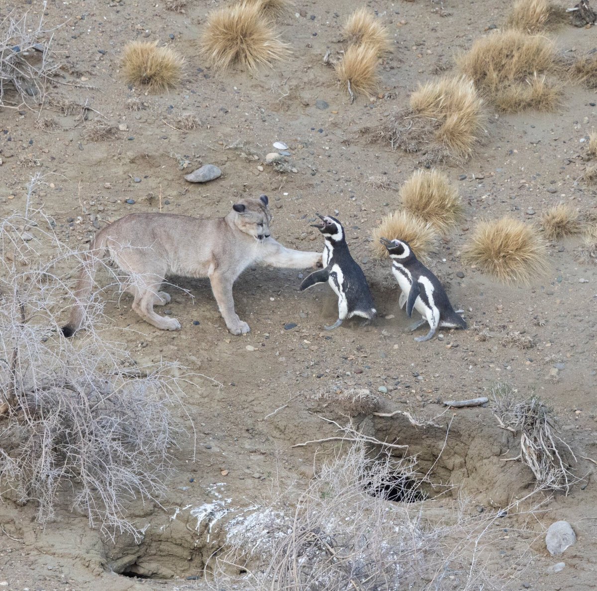 silver_gold4's tweet image. Some interesting pics of pumas with penguins