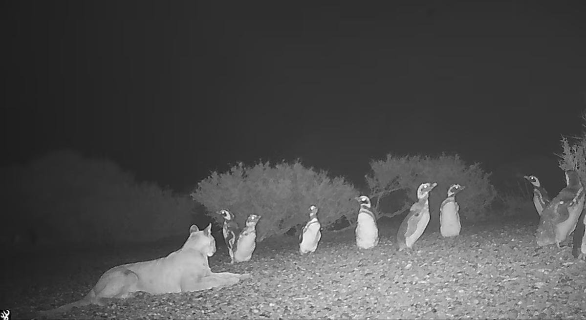 silver_gold4's tweet image. Some interesting pics of pumas with penguins