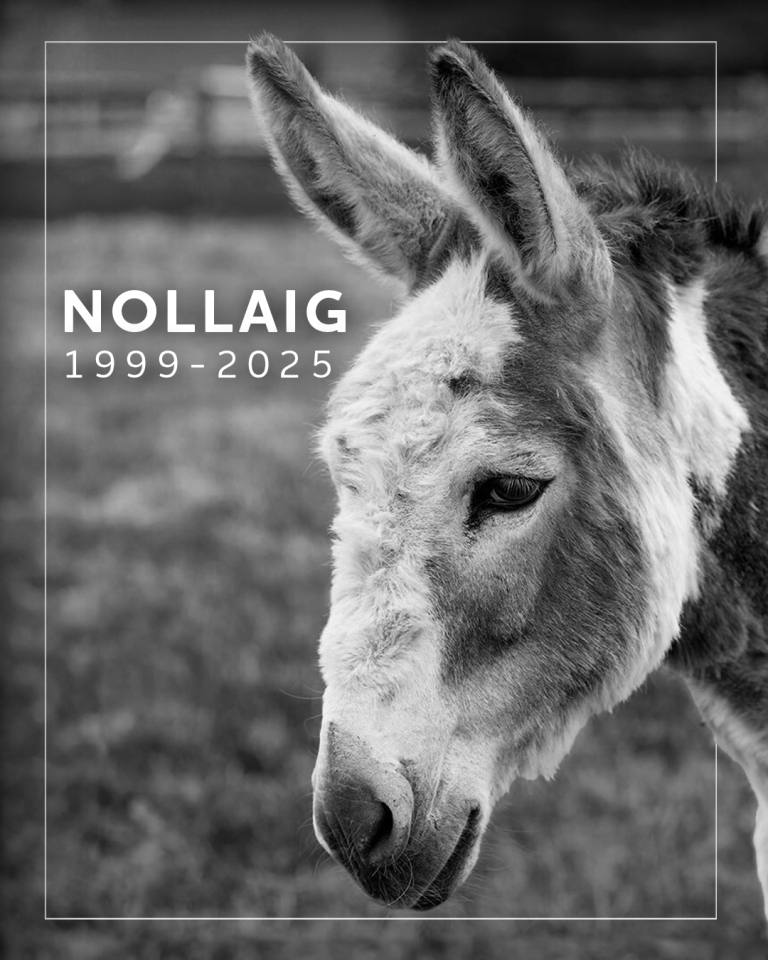 DonkeySancIre's tweet image. We’re deeply saddened to share the news that former adoption donkey Nollaig has passed away at the age of 26.🌹

Retired in early 2024 due to joint and hoof issues, Nollaig had been at the sanctuary since 2012 and will be remembered for the years of joy and friendship he brought.