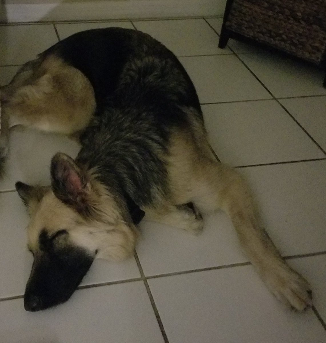 BreakfastTeaa's tweet photo. @LucyPyre_ Enjoy my dog sleeping https://t.co/36Rky89ef7
