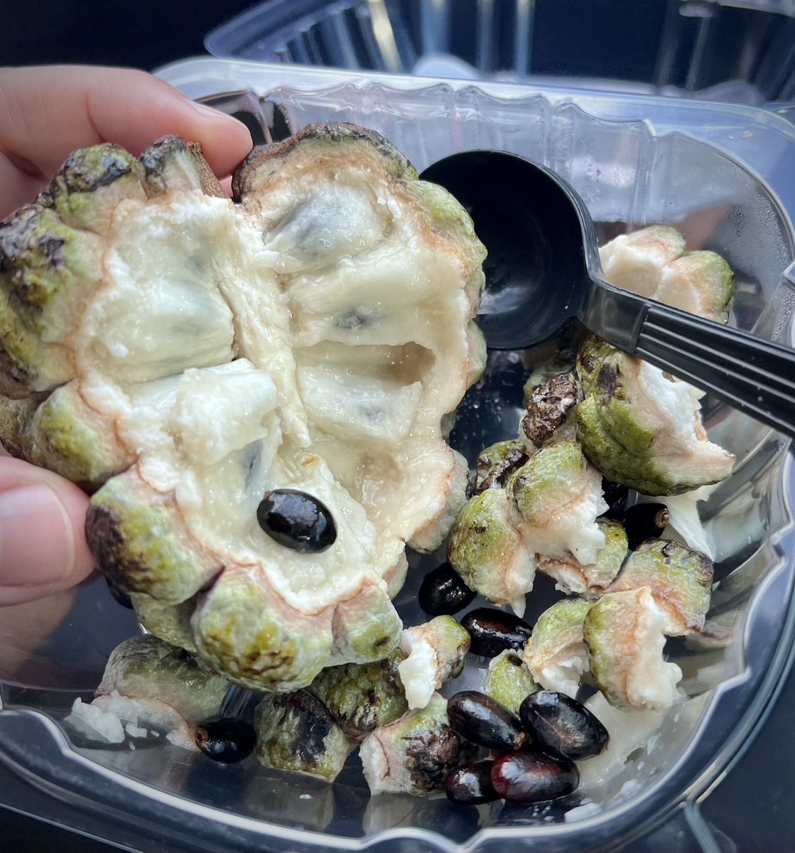 Yay! 🌟 Today's breakfast was an ice-cold, super fresh Star Apple straight from Robert Is Here Fruit Stand! 🥭❄️ 

It was the absolute PERFECT way to start the day—juicy, sweet, and totally delicious! 😍🍎✨ So yummy I’m still smiling! 😋