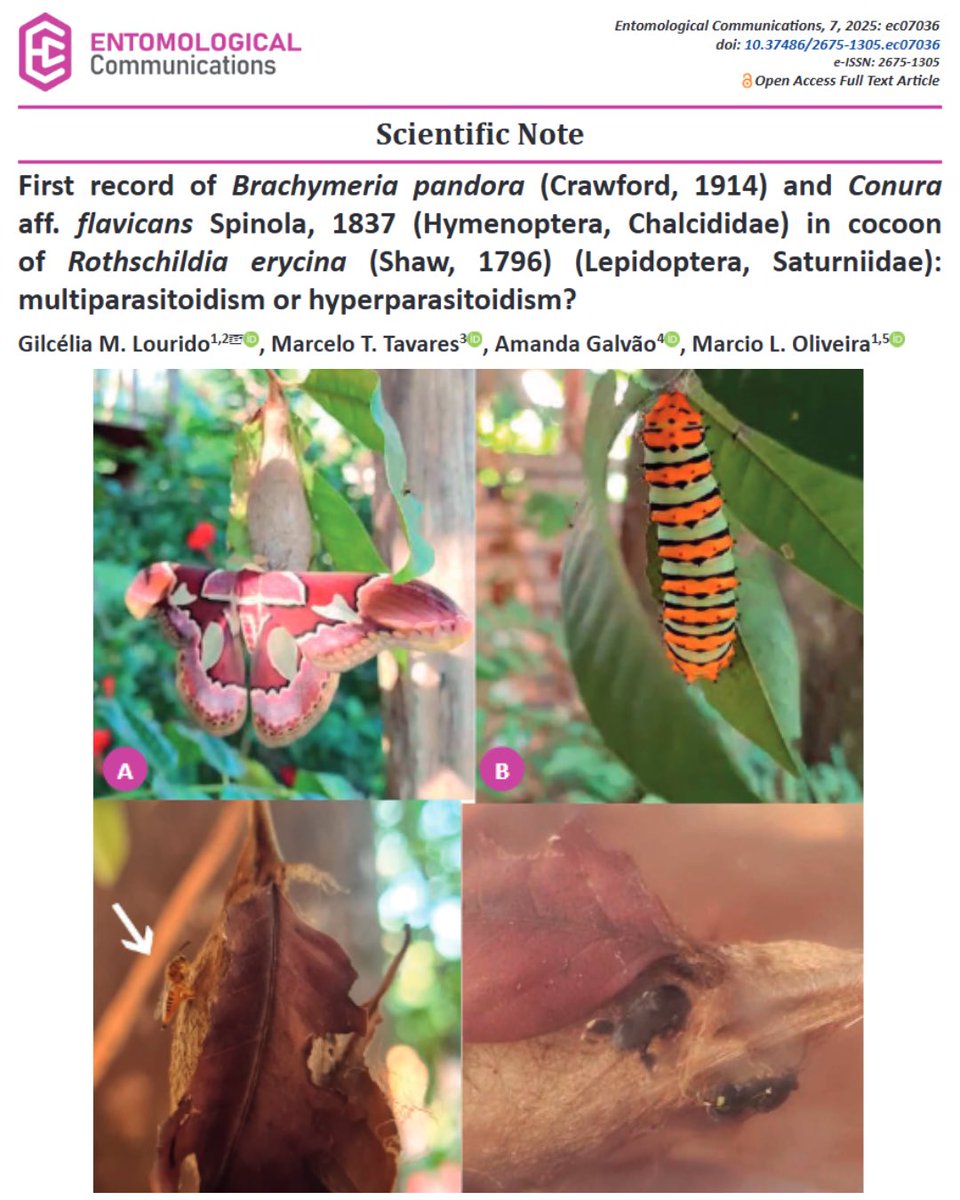 Entomological Communications tweet media