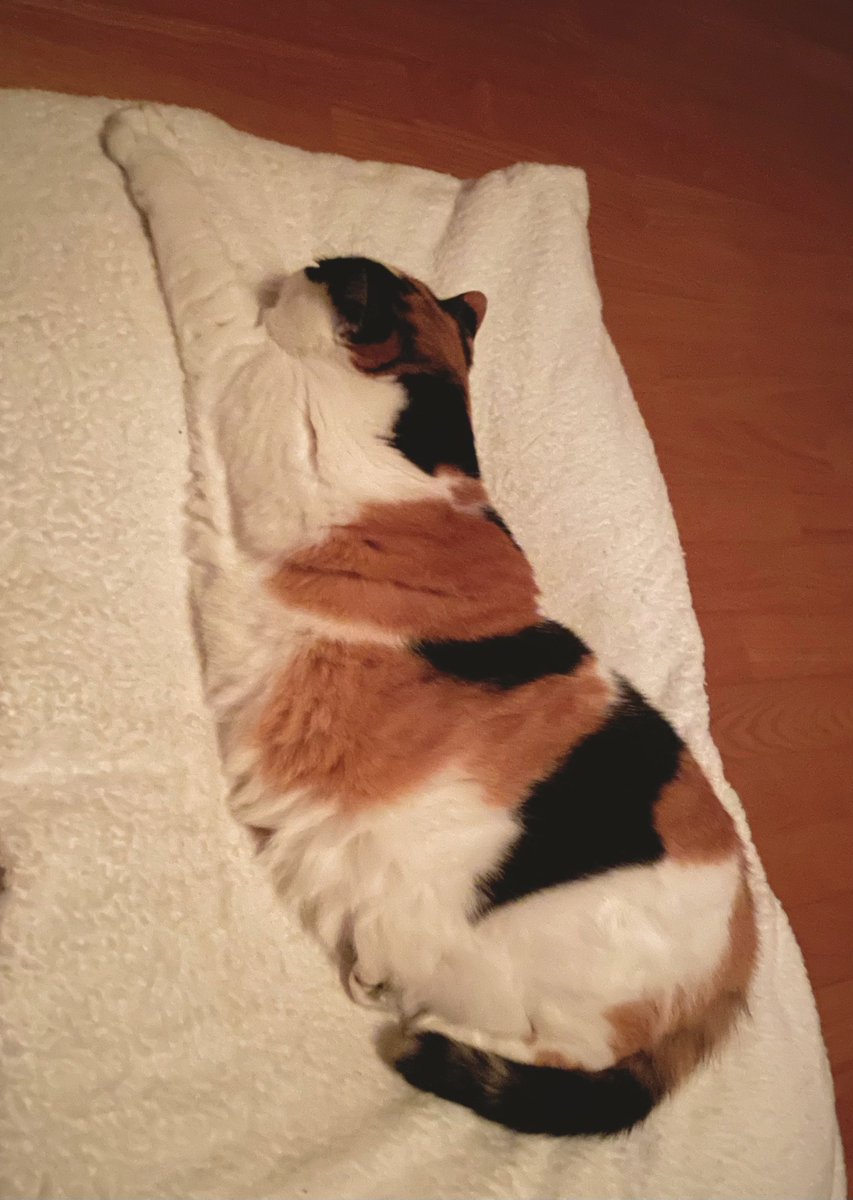 にゃんころもち (@sakura_nyancolo) / Posts / X