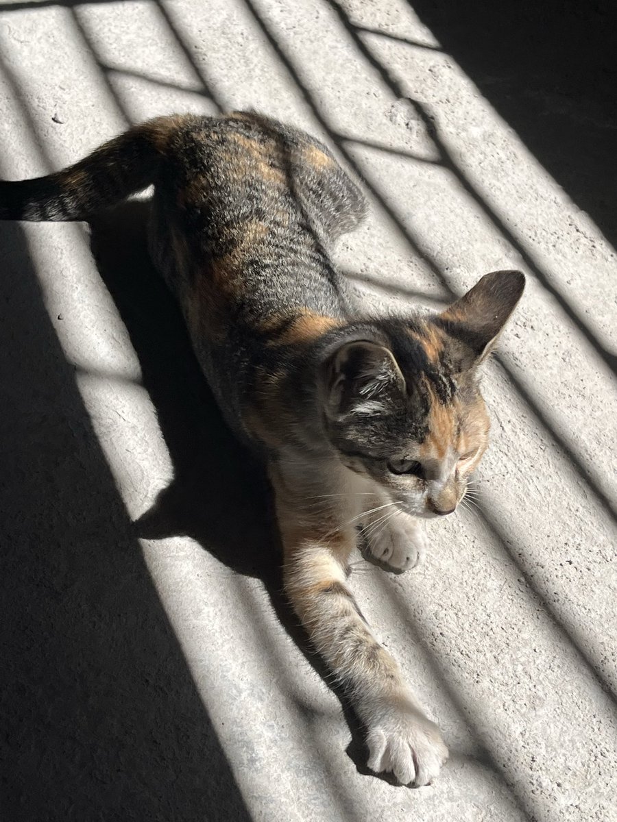 Quién quiere esta gatita antes que mi perro se la morfe?  Porfaaa no me la puedo quedar por lo antes dicho. La abandonaron, es súper mimosa, tendrá unos 5 meses. Ya pasó la edad infernal donde rompen todo.