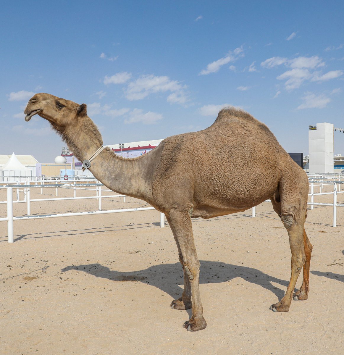 الحاكمه " فردية المغاتير "

هي الفردية الوحيده اللي تستحق اللقب 
من مزاين ام رقيبه الى مزاين رماح وهي تدك الميدان كل سنه وتحصد المراكز ولاتغير زينها ..