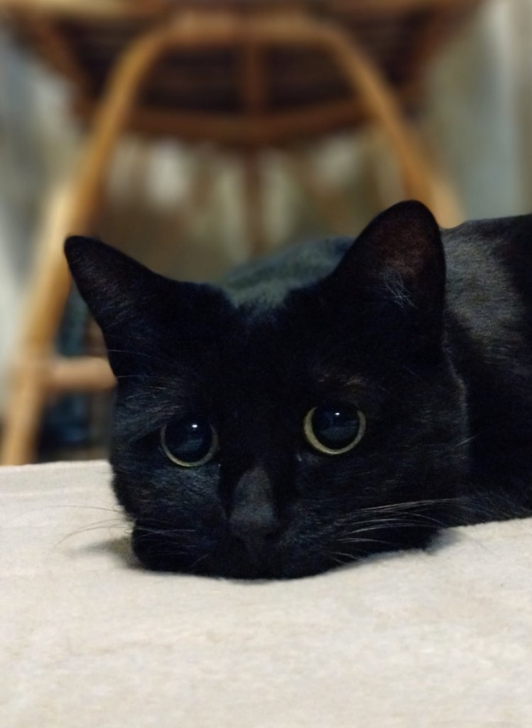 私もメロメロです。（笑） #黒猫同盟