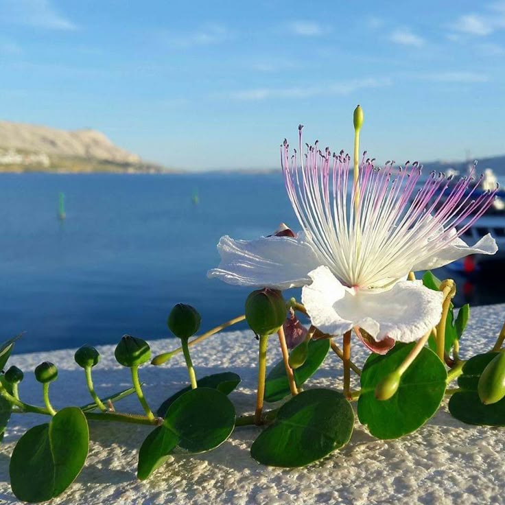 Her bitki ilk yaratıldığı günden itibaren, onu yaratan sonsuz ilim ve akıl sahibi Allah'ın ilhamıyla gelişir, çiçek açar, yapraklarını döker.

Okan Bayülgen Osman Gökçek Şeyma Subaşı #deprem