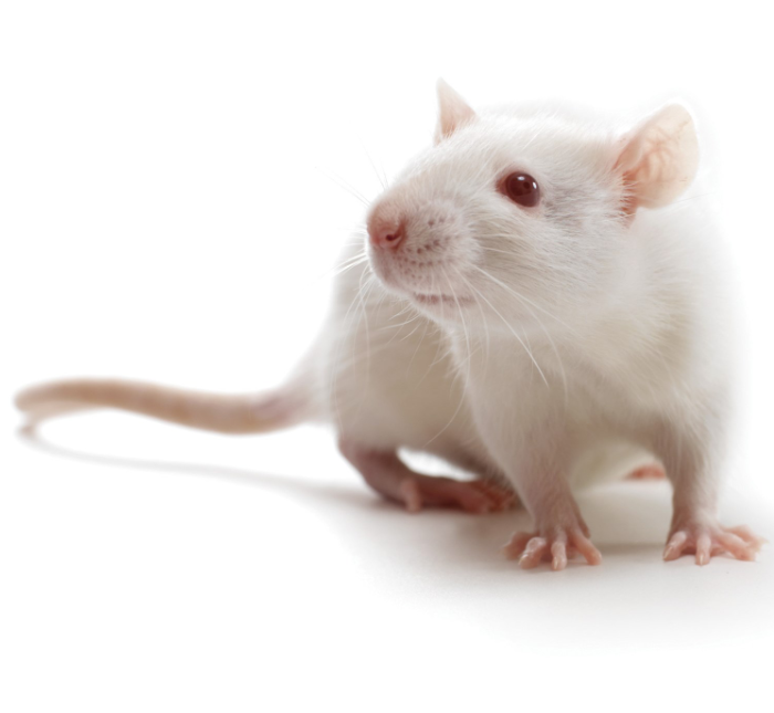 staroddi's tweet photo. 🐀 Heat Therapy Influences Thermoregulation and Behaviour in HFpEF Rats

🌟 In a recent study, researchers from @LifeAtPurdue @ufscaroficial @AuroraU and @ERAUWorldwide investigated whether heat therapy, a promising cardiovascular intervention, can restore functional sympatholysis in HFpEF rats.

🌟 A total of 20 rats were implanted with @staroddi's  DST micro-ACT, small activity and temperature loggers. The physio-loggers were set to measure core body temperature every 3-4 minutes and activity every 7 minutes over 8 weeks.

📍 You find the results here 👉 https://t.co/A8Q9jY2qNF

#tinytemperaturelogger #temperaturelogger #metabolismresearch #NatureMetabolism #tinylogger #biologger #physiologger #activitytemperaturelogger