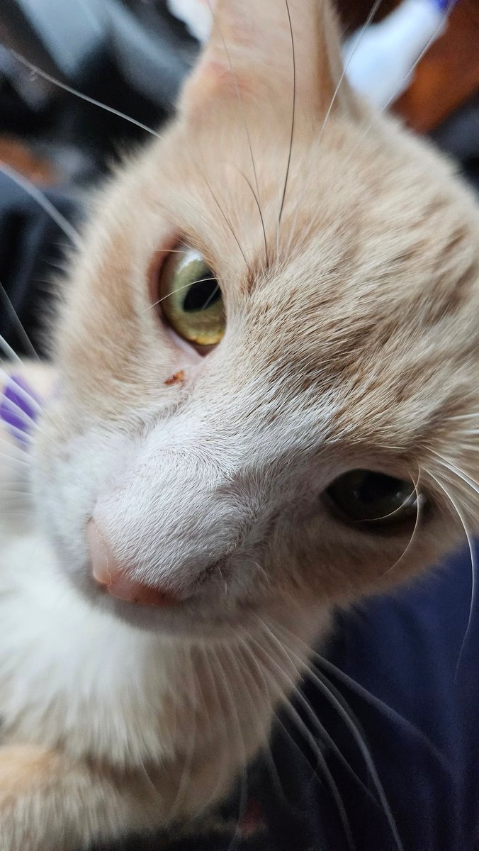 I have a grand kitty now. Our daughter adopted her a couple weeks ago. Her name is Booby The Cat, and she is very sweet and very sassy.