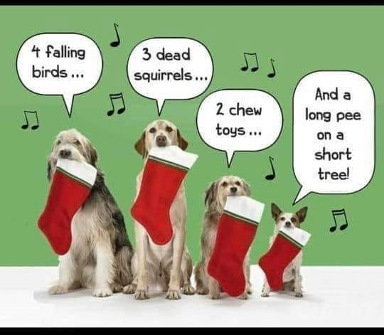 The cat refused to join the choir.