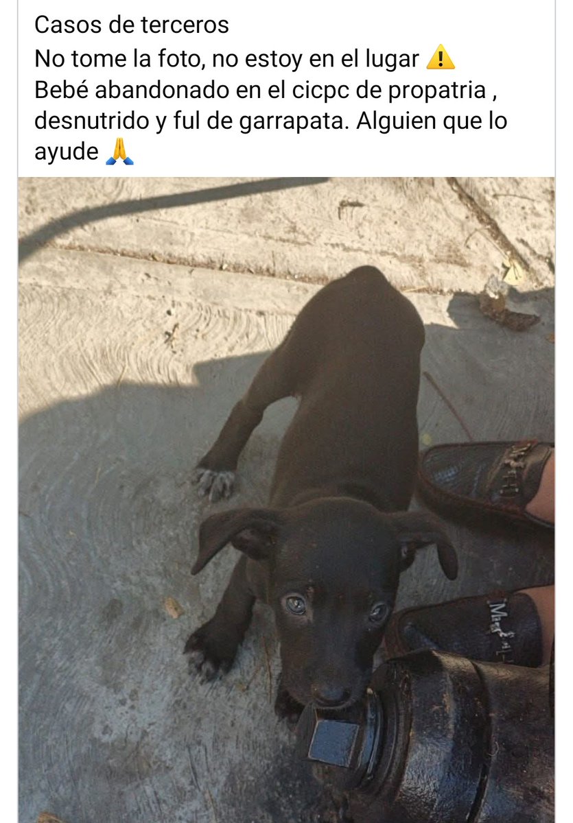 URGE hogar temporal o definitivo para este pequeño, Caracas. Sin número de contacto