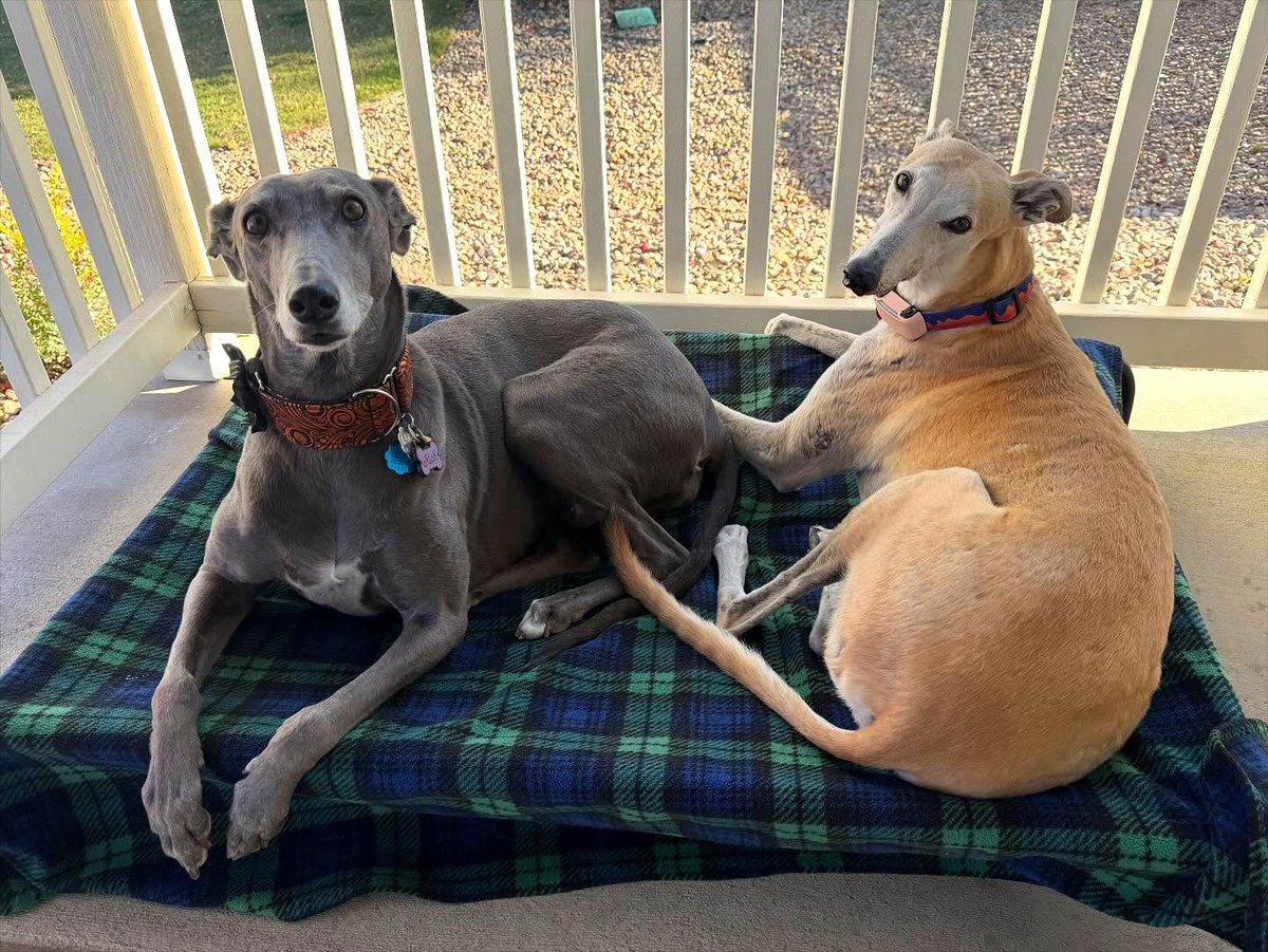 GaltxOrg's tweet image. 👍 🛒 Both Tom Thumb and Kroger have rewards programs that can help the GALT hounds! If you shop there, please be sure to get signed up for the new year. These programs really add up to big help!  #Greyhounds #RewardsPrograms