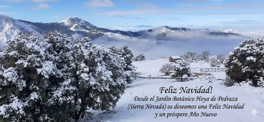 Felices fiestas!
