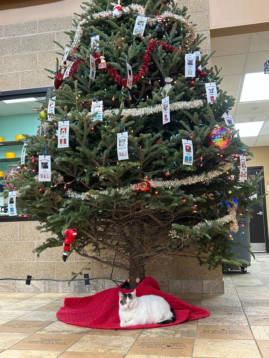 HumaneSocietyJeffCty tweet media