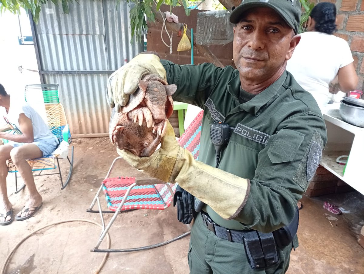 Valledupar_Col's tweet image. #Valledupar La Policía Nacional ha incautado más de 700 especies silvestres en 2025, con un valor ambiental de $5.684 millones. Entre ellas, ardillas, aves, armadillos, monos y otras fueron rescatadas del tráfico ilegal.

¡Denuncia cualquier hecho de tráfico de especies al 123!