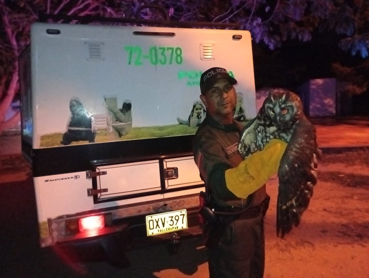 Valledupar_Col's tweet image. #Valledupar La Policía Nacional ha incautado más de 700 especies silvestres en 2025, con un valor ambiental de $5.684 millones. Entre ellas, ardillas, aves, armadillos, monos y otras fueron rescatadas del tráfico ilegal.

¡Denuncia cualquier hecho de tráfico de especies al 123!