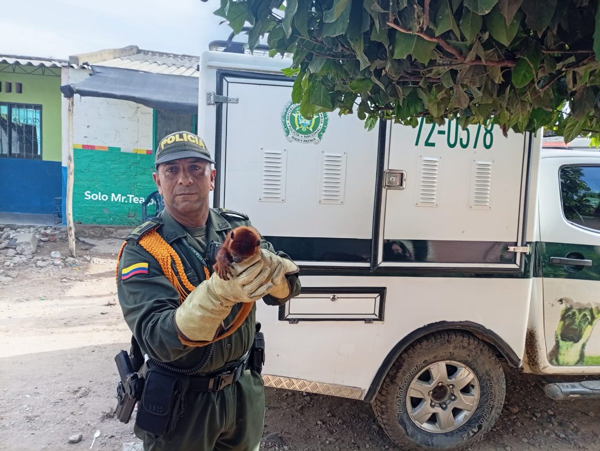 Valledupar_Col's tweet image. #Valledupar La Policía Nacional ha incautado más de 700 especies silvestres en 2025, con un valor ambiental de $5.684 millones. Entre ellas, ardillas, aves, armadillos, monos y otras fueron rescatadas del tráfico ilegal.

¡Denuncia cualquier hecho de tráfico de especies al 123!