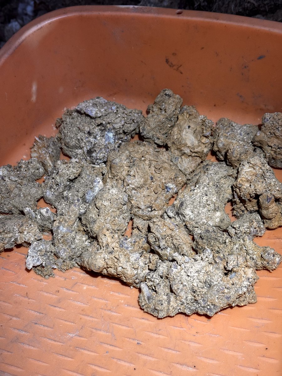 mgasta25's tweet image. 昨日は久々に軽く採集...のつもりがこれ。
鈍った身体にはちときつかった。
色んなとこが筋肉痛..笑