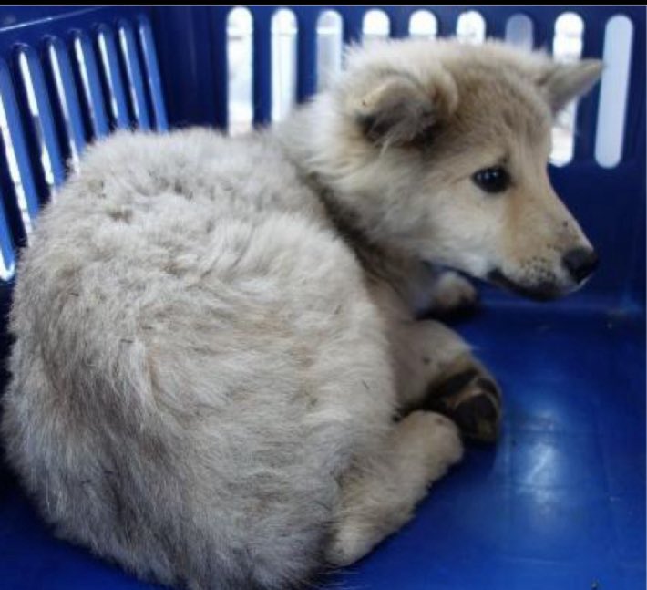 🟩香川県西讃保健所収容情報🟩
管理番号2540200
3〜4か月の男の子が捕獲されました
怖くて不安で小さく小さく身を丸めてる😢

「逃げる、唸る、怖がる」 

殺処分対象になる理由です！
この状況でこれ↑しない犬いると思いますか？😥
どうかこの子をこの沼から救ってあげて下さい🙏

掲載期限12月22日