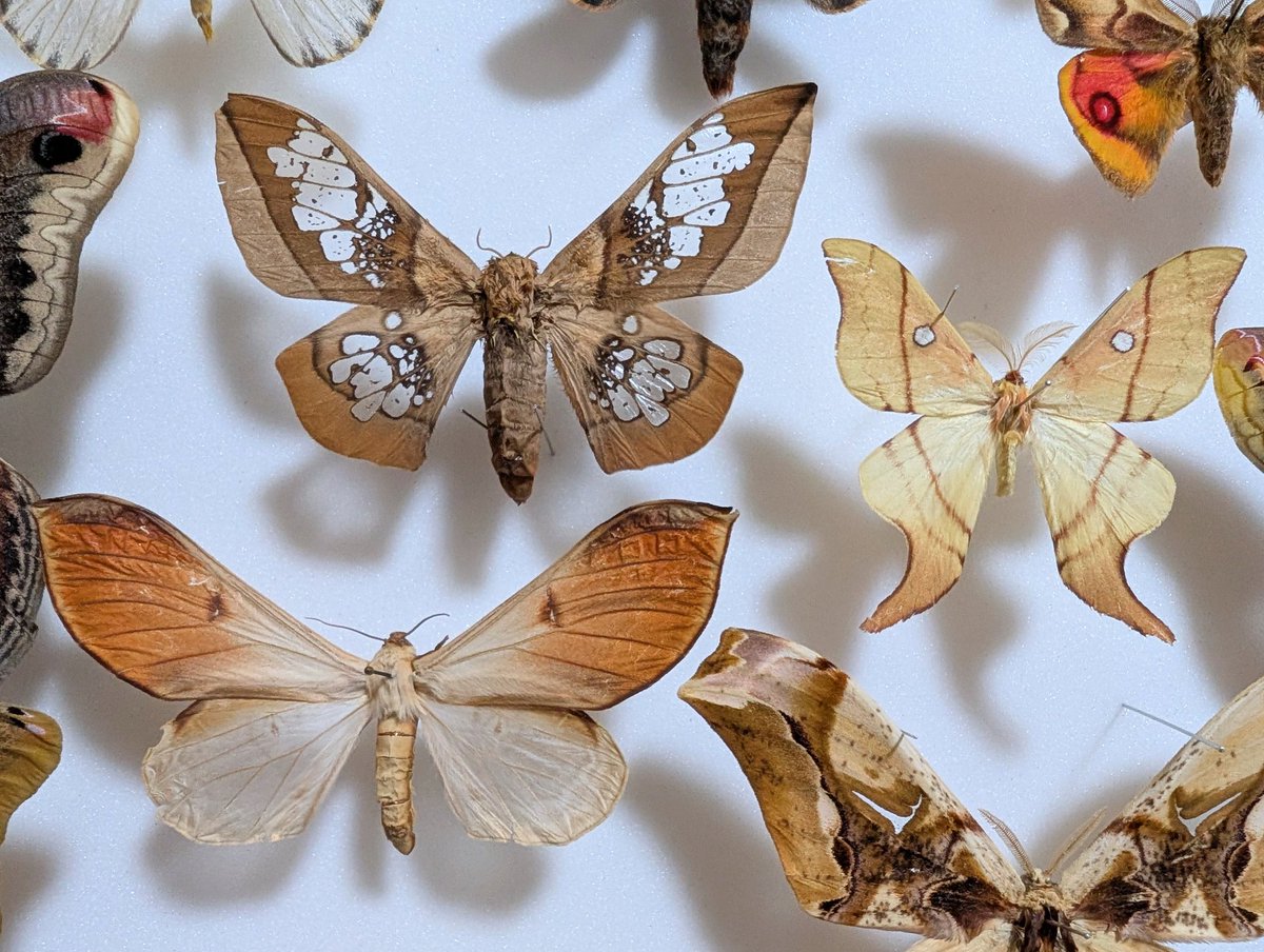 M0 (@mom0mom0mom0m00) / Posts / X