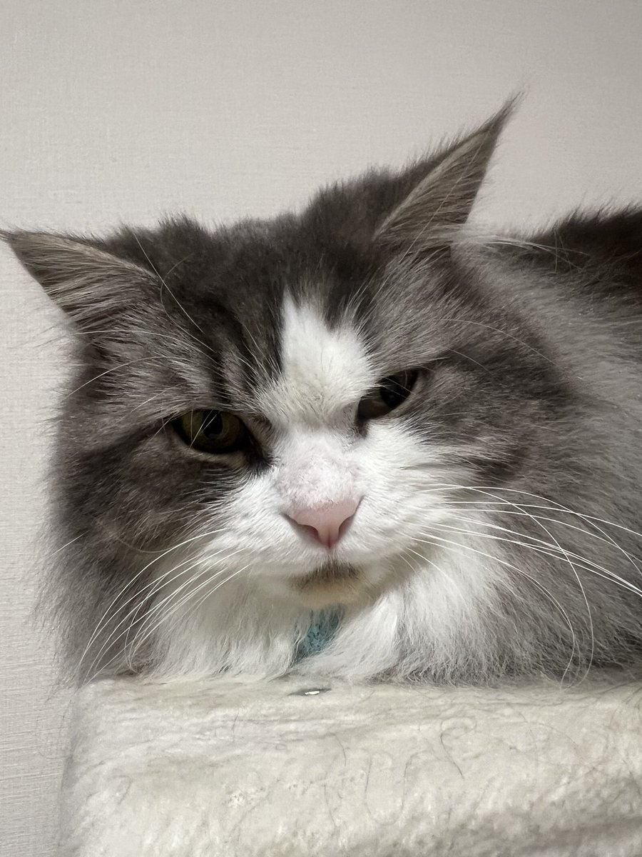 ねこ、あした、風呂入れるからそのつもりでいてくれよな。

（嫌そーな顔……）