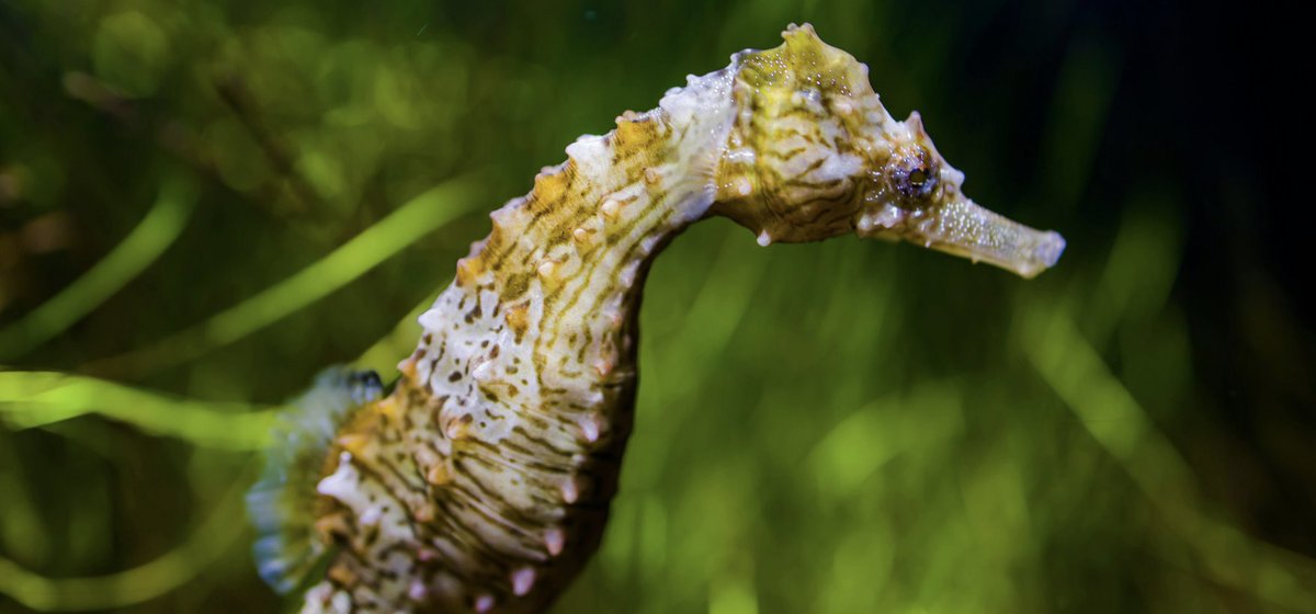 biodiversityDS. tweet media