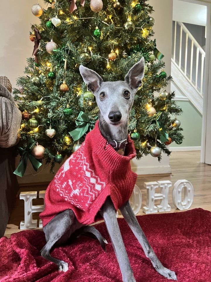 BrainTumourOrg's tweet photo. Last week, hundreds of you wore festive reds to raise funds for everyone affected by brain tumours.
From live streams in Berkshire to Santa suits in Cumbria – we’re in awe of your creativity!
Missed out? There’s still time to #WearItRed this December.
https://t.co/tKyjdYmOMM https://t.co/7c1jOeWiFZ