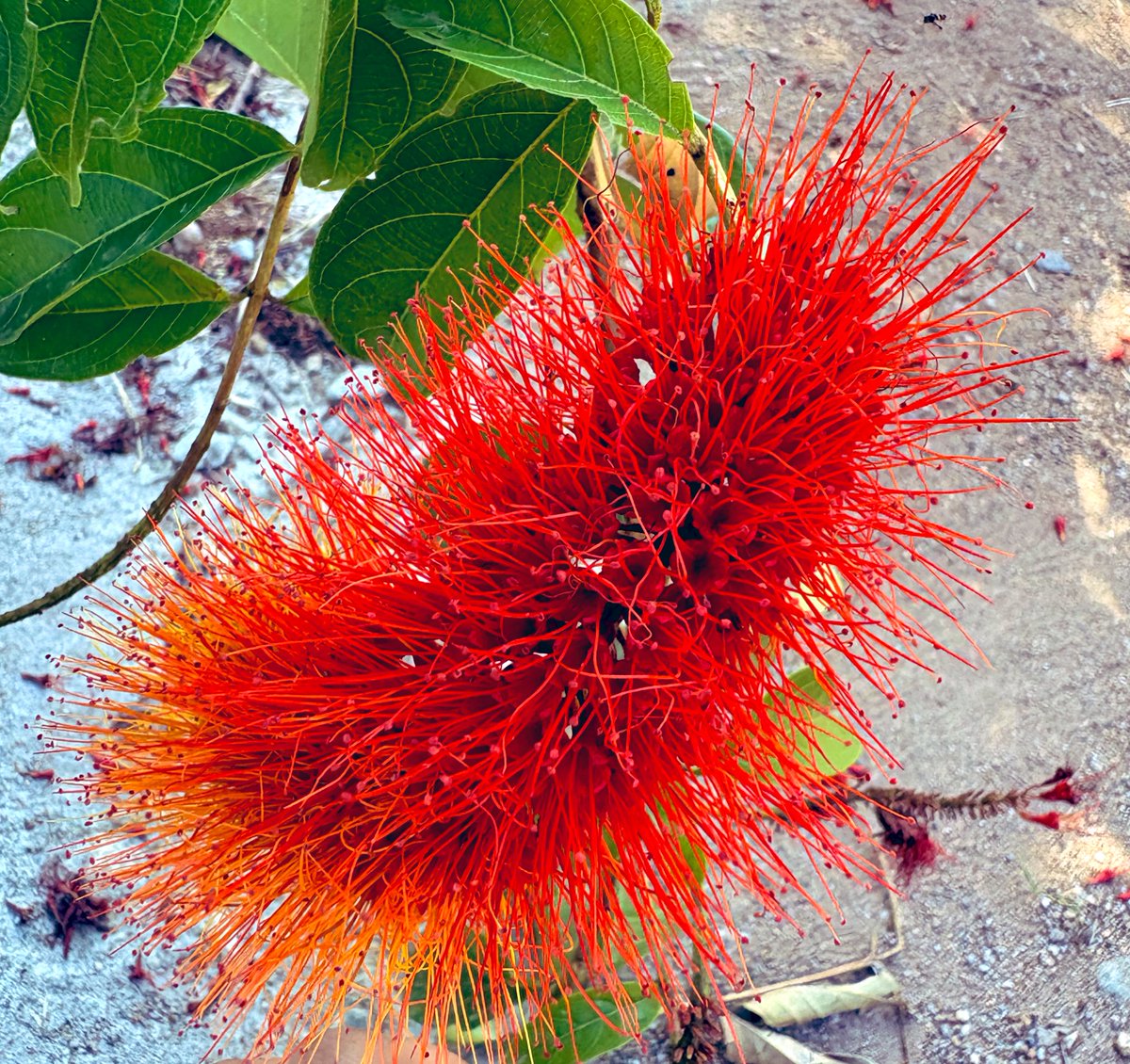 flor_enthus's tweet photo. Combretum rotundifolium aka the monkey brush vine !
#twiners #tropical_plants #plantsofsouthindia https://t.co/I6XsZVaYEe