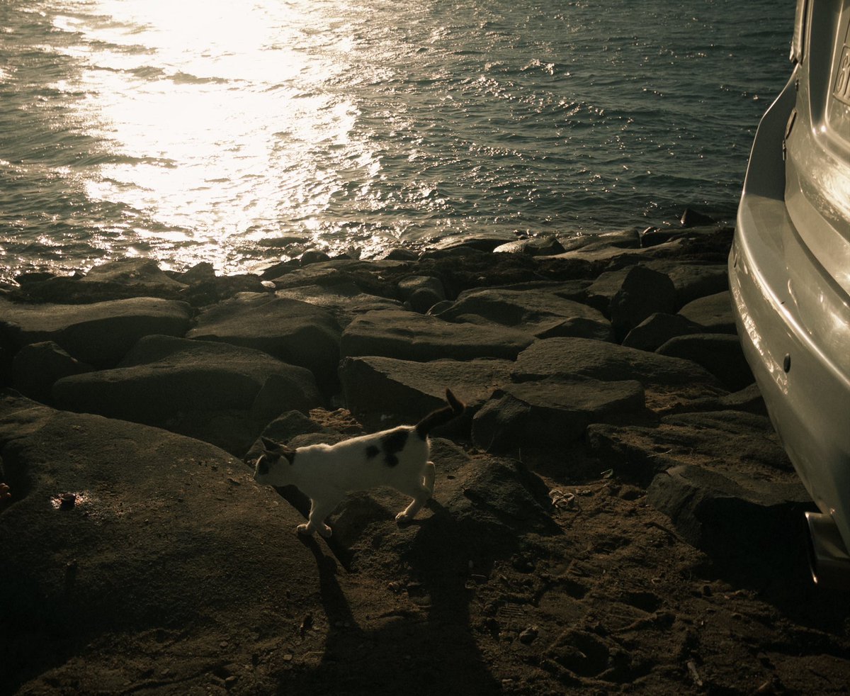 🌼.˚ʚ❀ɞ˚.🌸 tweet media