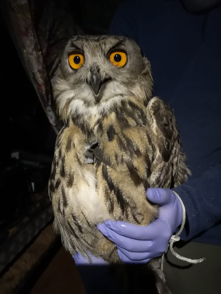 Més de dos anys darrere el senyor, uns li deien poru,altres llest. Aquest mascle deu haver passat tantes vicissituds!Esperem que camins i curses BTTs i runners es regulin. Ara sabrem d’on treu tants conills i rates, és un màquina. Li quedarà aquest nom? Llarga vida ‘Màquina’!