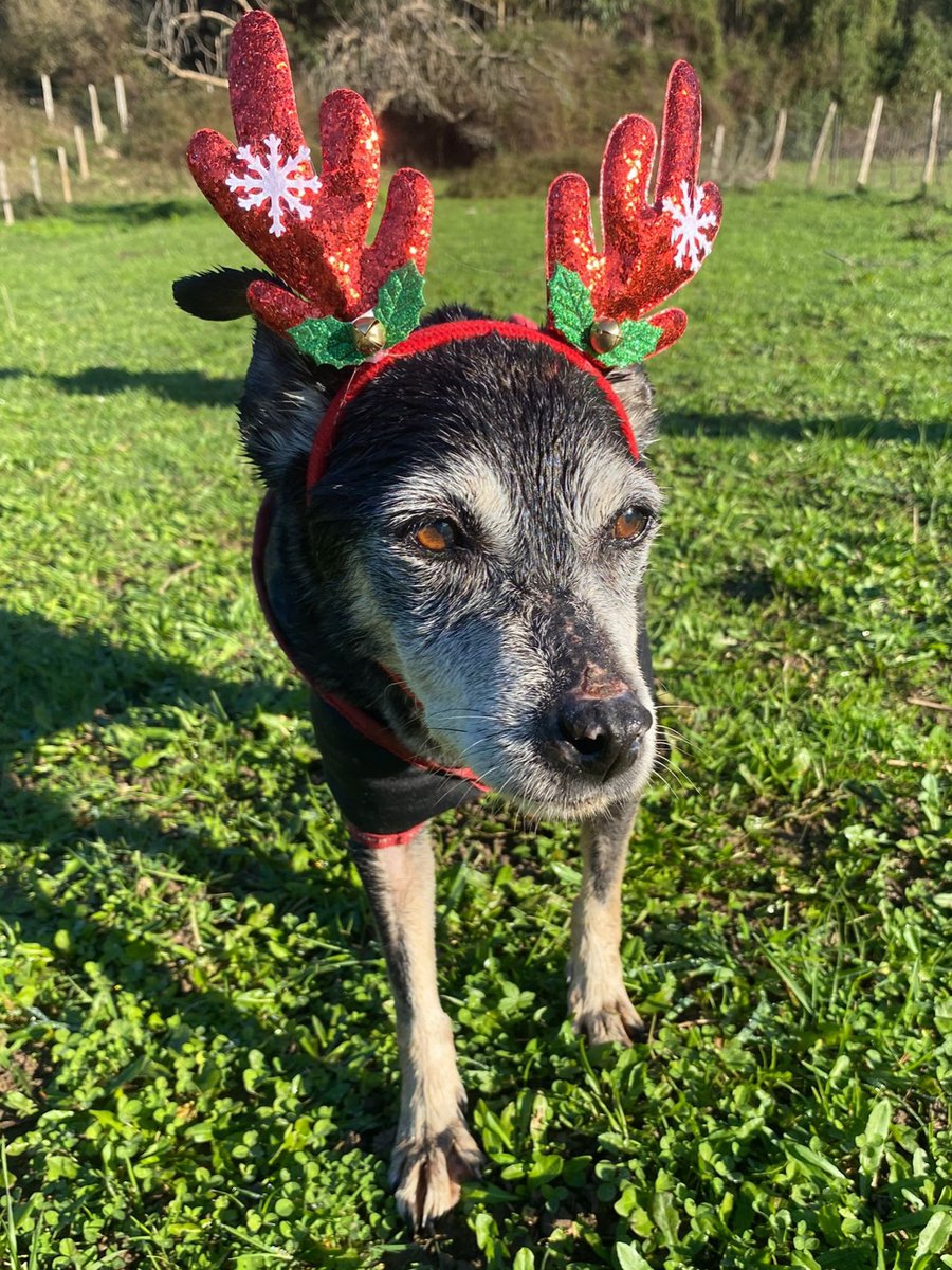 #BIZKAIA
La vida que arrastra el pobre abuelito #KLAUS, es muy injustas. Tenemos que cambiar este final.

Klaus en su carta dice que no le importa si en vez de una adopción, sale una casa de acogida. Él con tal de dormir calentito y con mimos ya es feliz 🥺

Os deja esta petición