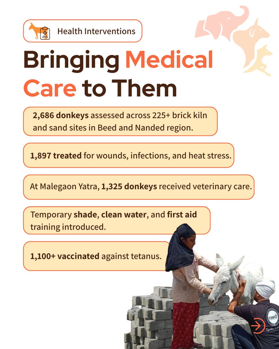 FIAPOIndia's tweet image. 3,000+ working donkeys in Marathwada now have access to care and protection 🐴
What collective action can achieve.
#DonkeyWelfare #WorkingAnimals #AnimalWelfareIndia #Marathwada 💛

Comment “Rules” or “Report” to learn more.