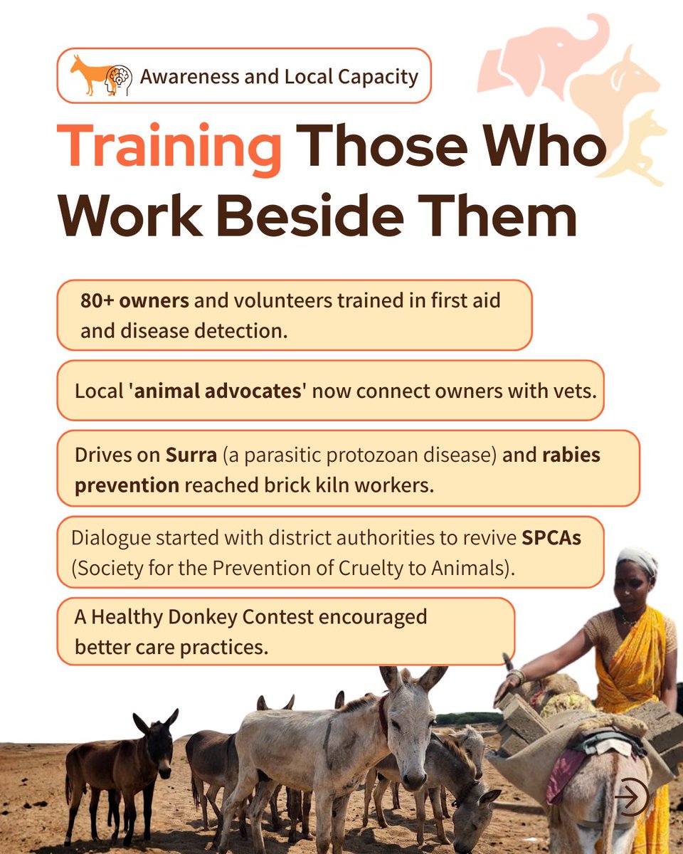 FIAPOIndia's tweet image. 3,000+ working donkeys in Marathwada now have access to care and protection 🐴
What collective action can achieve.
#DonkeyWelfare #WorkingAnimals #AnimalWelfareIndia #Marathwada 💛

Comment “Rules” or “Report” to learn more.