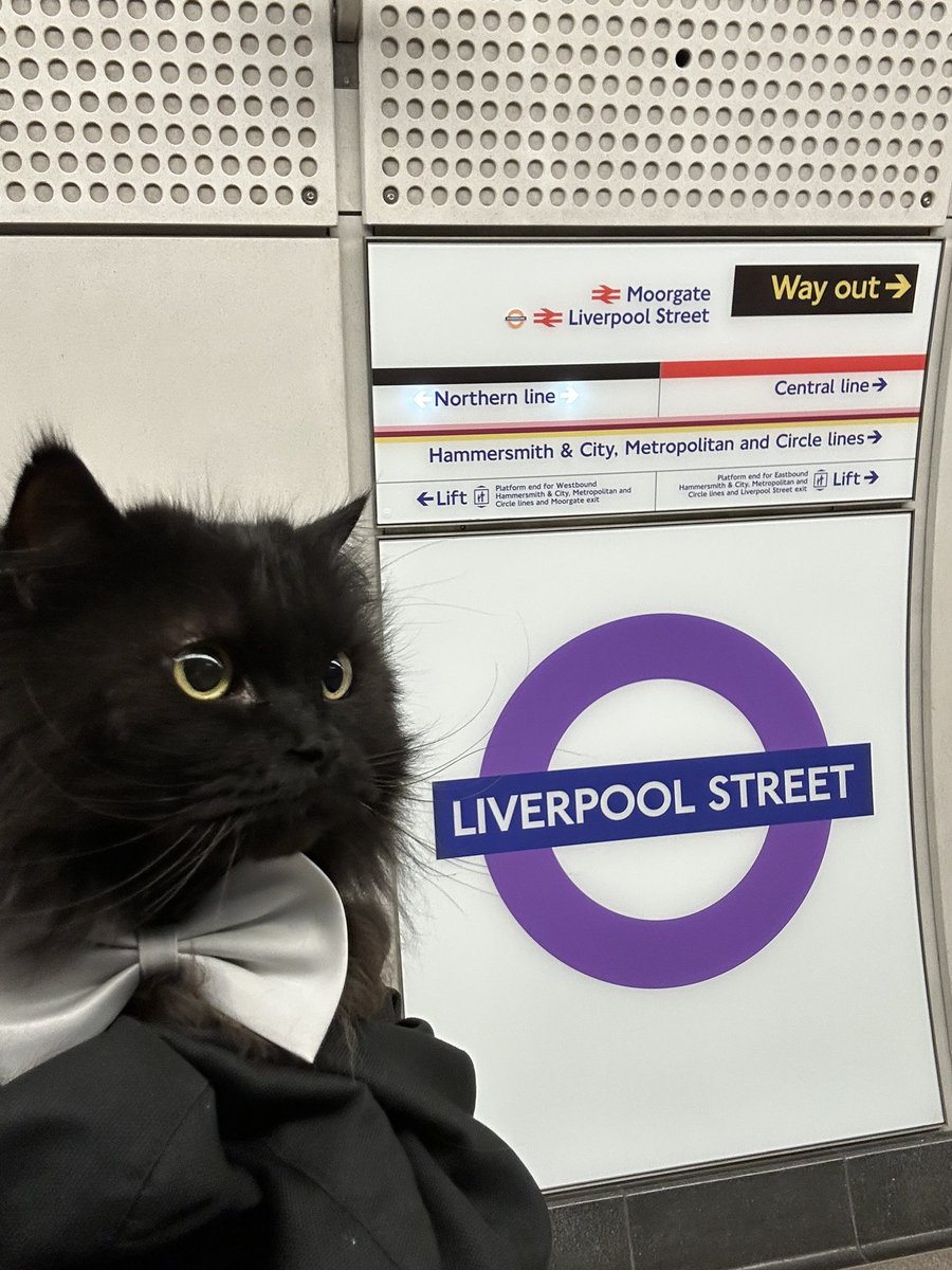 meow_london's tweet image. Meow on the go! 🚊 
I’m on my way to my meowlidays! 

#cat #tfl #travelling