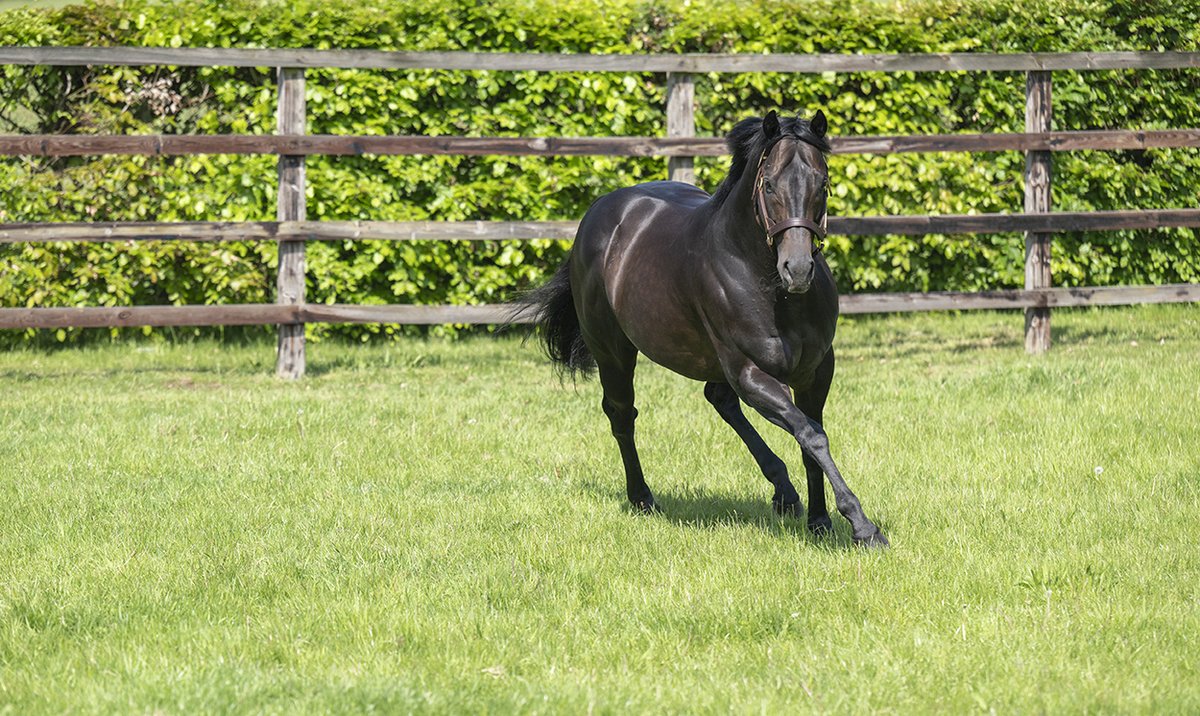 newsellspark's tweet photo. 🚀A’ALI 💷 2025 yearlings realised £100,000, £85,000, 70,000gns, £55,000, etc.  Averaging 6x his stud fee - better than any other second-crop sire.

And the third highest average for any stallion standing at £10k or under in GB. https://t.co/WtQq5ImVEC