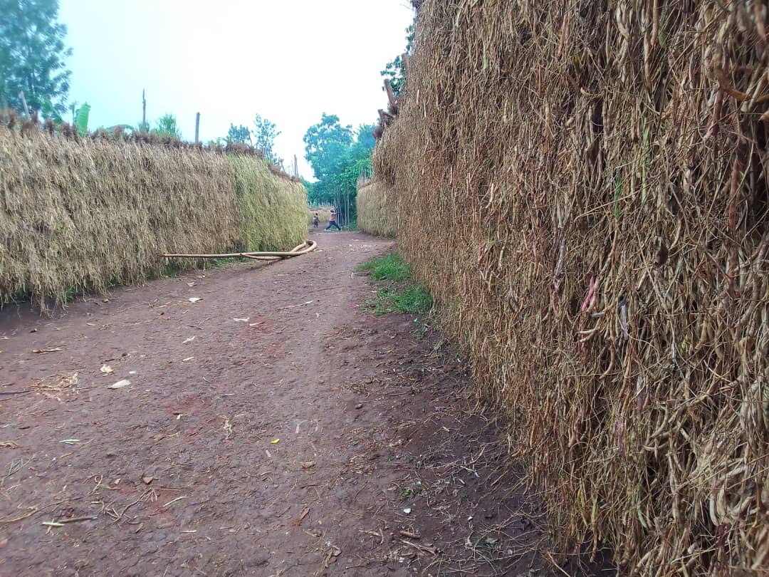RusiziDistrict's tweet photo. Isarura ry'ibishyimbo rirarimbanyije mu karere ka #Rusizi, cyane cyane mu mirenge ikikije ikibaya cya Bugarama irimo #Bugarama, #Muganza, #Gikundamvura, #Gitambi na #Nyakabuye. https://t.co/GdkmoFWYAB