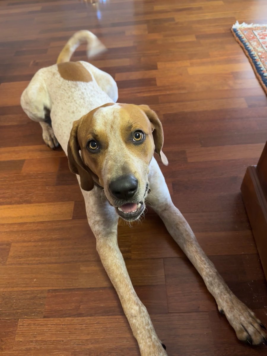 Jay Clune tweet media