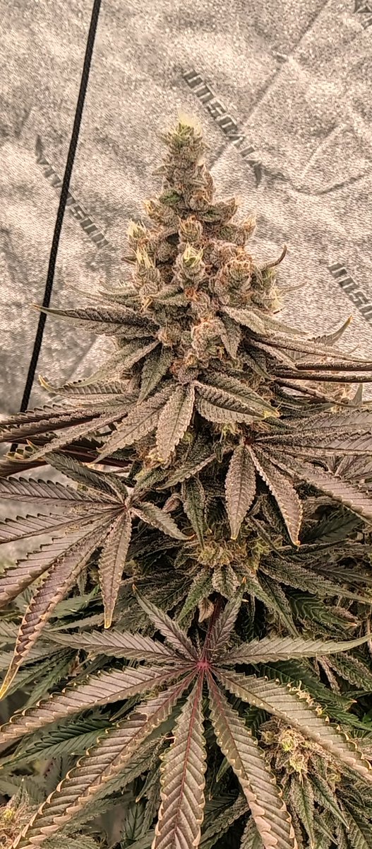 MidGrow's tweet image. Day 60... 💥💨💨