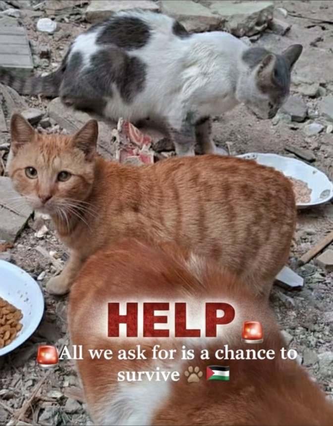 This is not an update. It is a warning. Lives are slipping away while the world scrolls past.
At AFS, the weakest are paying the price first. Innocent cats and families are running out of food, warmth, and strength. Hunger is constant. Cold is relentless. Illness is always one