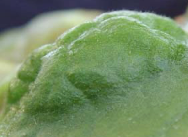 Sebastian Schornack tweet media