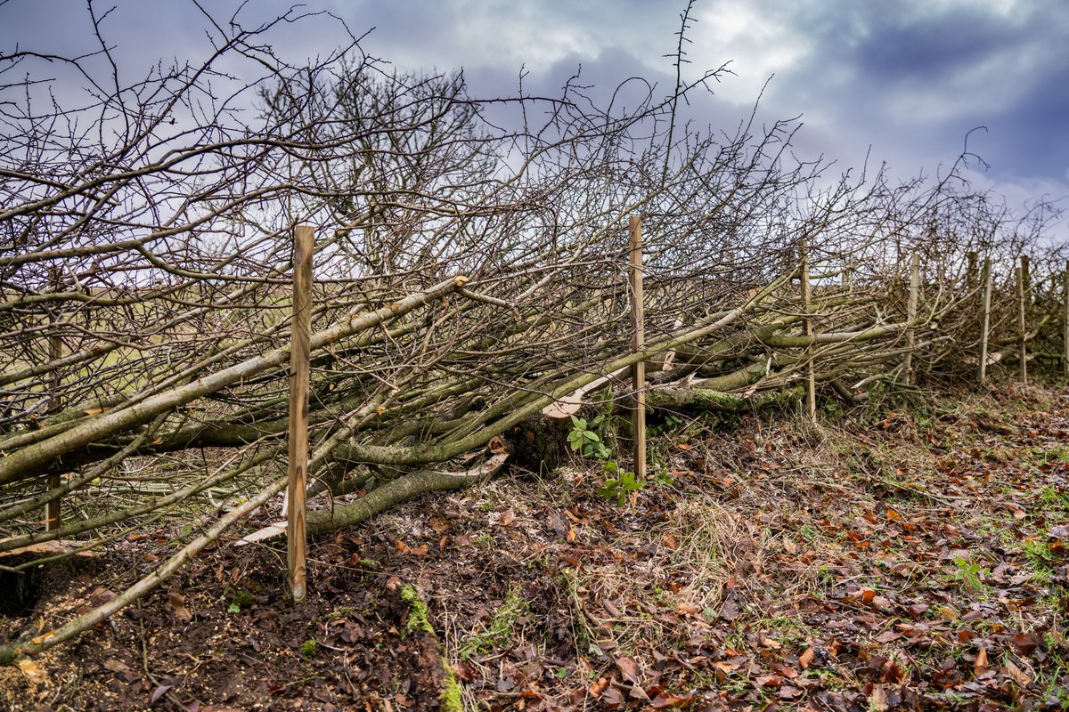 Friends of the Lake District tweet media